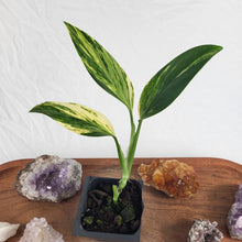 Load image into Gallery viewer, Monstera Standleyana Aurea Variegated 2.5" pot, Fedex 2day*