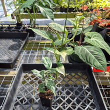 Load image into Gallery viewer, Rhaphidophora Puberula, Exact Plant Variegated Ships Nationwide