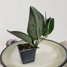 Load image into Gallery viewer, Scindapsus Treubii Dark Form 2.5" pot, Fedex 2day*