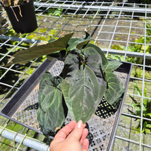 Load image into Gallery viewer, Anthurium Ace Of Spades X Papillilaminum exact plant, Fedex 2day*