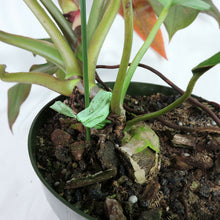 Load image into Gallery viewer, Philodendron Orange Marmalade, Autumn Queen 6" pot, Fedex 2day