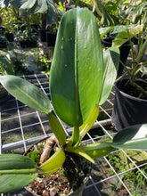 Load image into Gallery viewer, Philodendron Martianum Fat Boy, Exact Plant