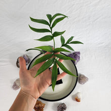 Load image into Gallery viewer, Monstera Subpinnata, Exact Plant