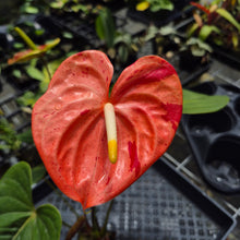 Load image into Gallery viewer, Anthurium Shibori Koi "orange speckled", Exact Plant Ships Nationwide