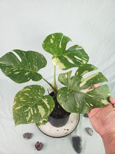 Load image into Gallery viewer, Thai Constellation, Exact Plant, variegated Monstera
