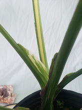Load image into Gallery viewer, Thai Constellation, Exact Plant, variegated Monstera