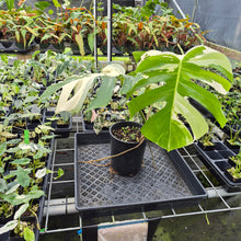 Load image into Gallery viewer, Monstera Borsigiana Albo Deliciosa Variegated exact plant, Fedex 2day*
