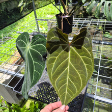 Load image into Gallery viewer, Anthurium Magnificum X Crystalinum AFF noid, exact plant, Fedex 2day*