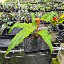 Load image into Gallery viewer, Philodendron Orange Marmalade, Autumn Queen exact plant, Fedex 2day