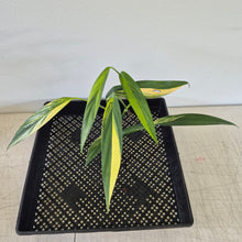 Load image into Gallery viewer, Epipremnum Amplissimum Variegated exact plant, Fedex 2day*