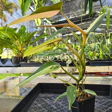 Load image into Gallery viewer, Philodendron Whipple Way, Exact Plant Variegated Ships Nationwide