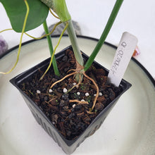 Load image into Gallery viewer, Philodendron Bipennifolium, Exact Plant Variegated Ships Nationwide