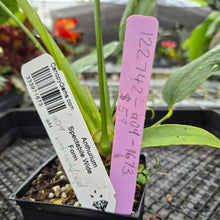 Load image into Gallery viewer, Anthurium Spectabile Wide Form, Exact Plant