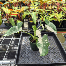 Load image into Gallery viewer, Alocasia Odora, Okinawa Silver, Exact Plant Variegated Ships Nationwide