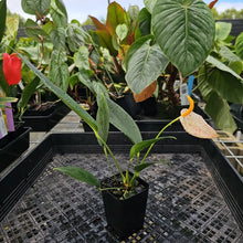 Load image into Gallery viewer, Anthurium Scherzerianum "Pig Tail", Exact Plant Ships Nationwide