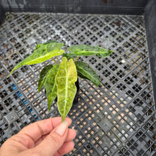 Load image into Gallery viewer, alocasia polly aurea variegated, Exact Plant Ships Nationwide.