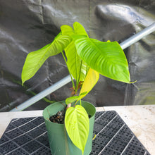 Load image into Gallery viewer, Philodendron Sharoniae, Exact Plant Ships Nationwide