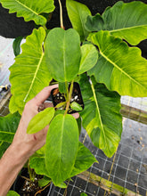 Load image into Gallery viewer, Philodendron Jungle Fever Mint Variegated 2.5" pot, Fedex 2day