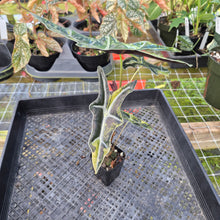 Load image into Gallery viewer, Alocasia sanderiana 'Nobilis' Aurea, Exact Plant Ships Nationwide