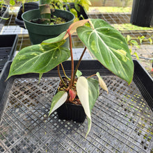 Load image into Gallery viewer, Philodendron Gloriosum variegated, Exact Plant Ships Nationwide