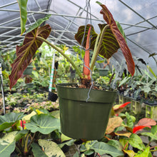 Load image into Gallery viewer, Philodendron Verrucosum Amazon Sunset exact plant, Fedex 2day*