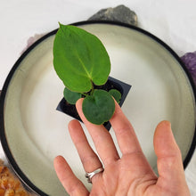 Load image into Gallery viewer, Anthurium Ace Of Spades X Papillilaminum 2.5" pot, Fedex 2day*