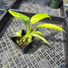 Load image into Gallery viewer, Philodendron Domesticum Variegated exact plant, Fedex 2day*