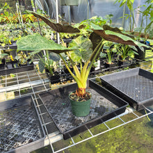 Load image into Gallery viewer, Alocasia Wentii Pink Splash Variegated exact plant, Fedex 2day*