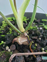 Load image into Gallery viewer, Florida Ghost, Exact Plant, Philodendron