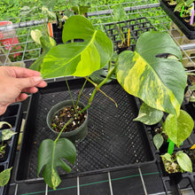 Load image into Gallery viewer, Monstera Borsigiana Aurea, Exact Plant Variegated Ships Nationwide