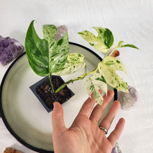 Load image into Gallery viewer, Epipremnum Pinnatum Marble Variegated 2.5" pot, Fedex 2day*