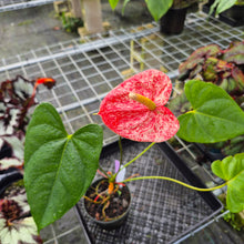 Load image into Gallery viewer, Anthurium Andreaenum Starlight Splash, Exact Plant, speckled