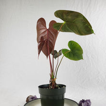 Load image into Gallery viewer, Anthurium Red Beauty, Exact Plant