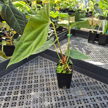 Load image into Gallery viewer, Anthurium Papillilaminum Fort Sherman X ( FS X Ralph Lynam), Ships Nationwide