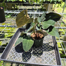 Load image into Gallery viewer, Anthurium Ace Of Spades X Papillilaminum exact plant, Fedex 2day*