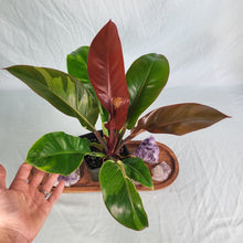 Load image into Gallery viewer, Philodendron Red Moon, Exact Plant Variegated