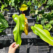 Load image into Gallery viewer, Philodendron Orange Marmalade, Exact Plant Large, 6'' pot Ships Nationwide