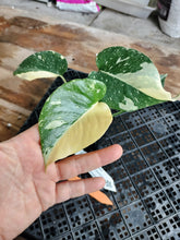 Load image into Gallery viewer, Monstera Creme Brulee , Exact Plant Variegated Ships Nationwide