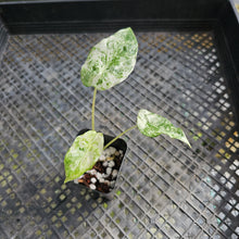 Load image into Gallery viewer, Alocasia Odora Batik, Exact Plant Variegated Ships Nationwide