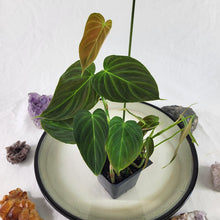 Load image into Gallery viewer, Philodendron Splendid 2.5" pot, Fedex 2day*