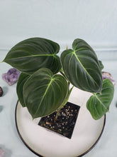 Load image into Gallery viewer, Philodendron Melanochrysum 4" pot, Fedex 2day*