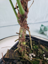 Load image into Gallery viewer, Angamarcanum, Exact Plant, Anthurium