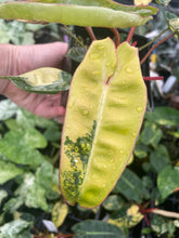 Load image into Gallery viewer, Philodendron Billietiae variegated 4" pot 2DayAir*
