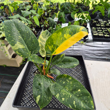 Load image into Gallery viewer, Philodendron Green Congo Nuclear Variegated exact plant, Fedex 2day*