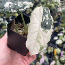 Load image into Gallery viewer, Alocasia Melo Albo variegated 2.5" pot, Fedex 2day*