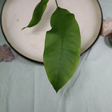 Load image into Gallery viewer, Anthurium Gracile Shipped Nationwide