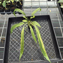 Load image into Gallery viewer, Anthurium Vittarifolium Variegated exact plant, Fedex 2day*