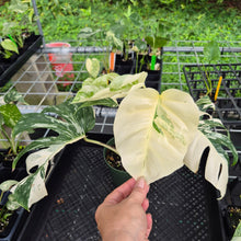Load image into Gallery viewer, Monstera Borsigiana Albo Deliciosa, Exact Plant Variegated Ships Nationwide