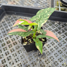 Load image into Gallery viewer, Syngonium Red Spot Tricolor Variegated exact plant, Fedex 2day*