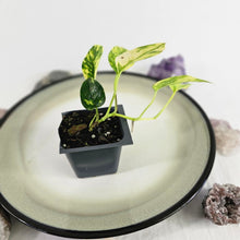 Load image into Gallery viewer, Epipremnum Pinnatum Yellow Flame, Exact Plant Variegated Ships Nationwide